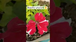 Beautiful unique pitunia #pitunia#flowers#garden#shorts#viral