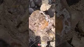 Incredible Natural Formation😮 #mining #digging #desert #gemstone #nature #rockhounding