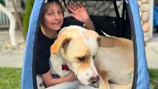 Rescued Dog Never Leaves His Best Friend Alone for a Moment