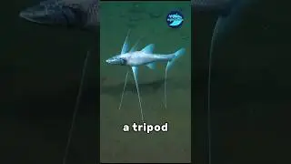 Have you ever known of Tripod fish?😱 | marine Paradise #shorts #facts #deepsea #tripod #fish
