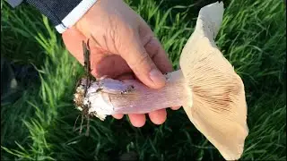 Mor Bacak Mantarı