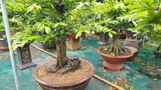 C&aacute;ch Thay Chậu Lớn Hơn Cho C&acirc;y Mai Bị Thiếu Nước - 23/07 &Acirc;L