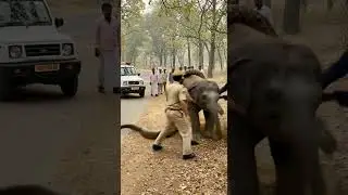 Saving Baby Elephant from Giant Python Attack! #shorts