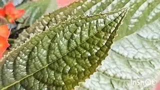Beautiful Episcia flowers plant