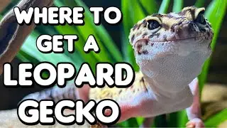 Where To Get A Leopard Gecko (and Other Common Reptiles)