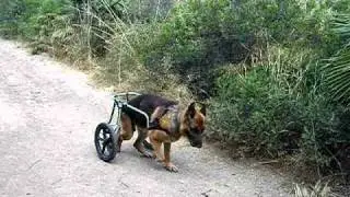 CANOPOLIS- OBELIX ON WHEELS