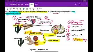 Biology chapter 5 (The autonomic nervous system, reflex arc, sympathetic and parasympathetic 