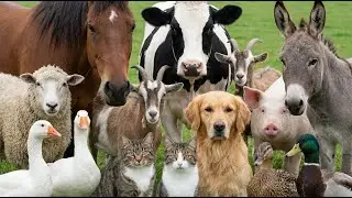 Farm Animal Sounds for Kids: Cow, Goat, Sheep, Pig, Chicken........