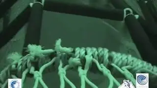 2004-068: Bycatch Mitigation In Pilbara Trawl Fishery