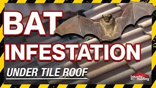 Bat Infestation New Jersey - Pest Control Essex County - CALL NOW (862) 658-2086
