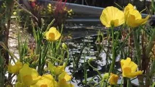 Utricularia Carnivorous Plant in a Cattle Water Trough