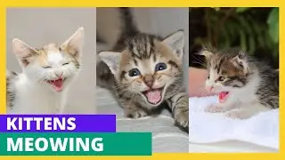 Kitten meowing to attract cats | Cute Baby Cat Sound 🐱 | Cat Sounds | Cat Voice