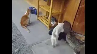 The Huachipa refuge, home to many Kennedy Park cats, needs your help!