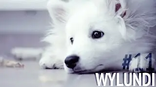 WYLUNDI #11 - CHALEUR extrème