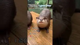 RANKING CUTEST OTTER MOMENTS