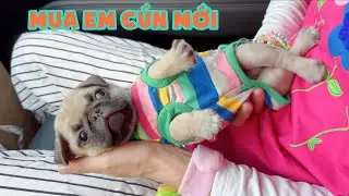 Chị Thơ Mua Em Cún Pug Mới