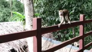 (Agresivne) opice (Long-tailed Macaque) pri reki Kinabatangan, Sabah, Malezije