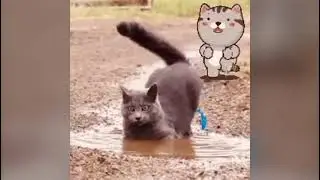 #cat #catlover #playingcat #cute #funny #catstagram #catvideos #jumpingcat #dancingcat #catmemes