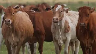 The Farm to Table Movement