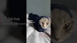 picadura de la cobra gay