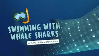 Not a typical family weekend at Oslob, Cebu (swimming with whale sharks!) | Shorts Series 04