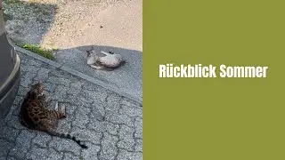 Gartenzeit mit den Katzis #bengalkatze #katze #katzenaufyoutube #katzenvideos #katzen 