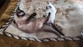 Funny Video | Cute Cats - Dad & Son Playing Together #cats #cat #funny #funnymoments