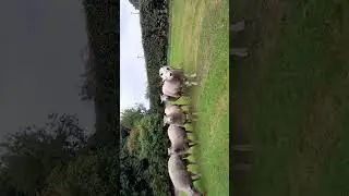Hogget rams
