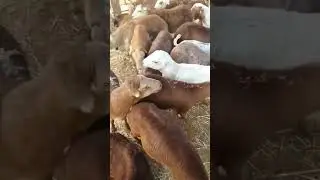 سوق عدن السياحي للمواشي 😄 شاهد الاسعار من الميدان 🐏🐐🐃🐂🥵