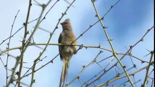 Red-faced Mousebird