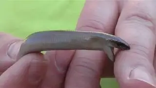 Luci&oacute;n (Anguis fragilis) un increible lagarto &iexcl;Que no tiene patas! GONZALO.