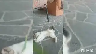 soo funny  kricky