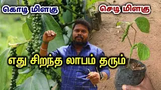 கொடி மிளகு VS செடி மிளகு | எது சிறந்த லாபம் தரும் | Black Pepper Cultivation | ஏக்கருக்கு 5 லட்சம்