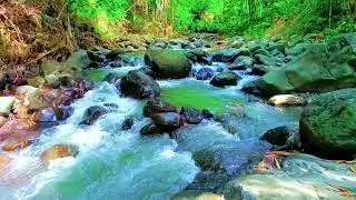 Soothing River Flow Soundscape in Hidden Forest Ambience for Deep Sleep and Relaxation