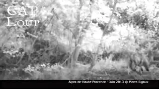 Loup : Alpes-de-Haute-Provence - Juin 2013 &copy; Pierre Rigaux 1