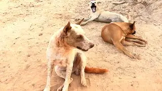 Chocolate Bally and Viva day  || # 466 Nature Show