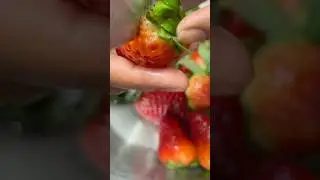 Fruits ready to eat