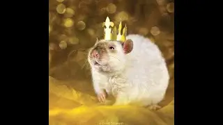 The price of glory... RAT LOSES FRIEND. GOES ON RAMPAGE TO WIN VICTORY FOR ALL