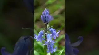 Timelapse - Bluebell #flowers #hibiscus #garden #ihavethisthingwithplants #relaxingmusic #nature