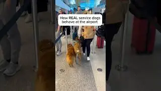 How a real service dog behaves at the airport 🦮#servicedog