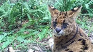 What happens when an African Serval hears a Lion roar?