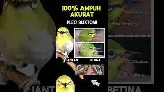 Ciri ciri pleci buxtoni jantan dan betina 100% akurat #pleci #plecibuxtomi