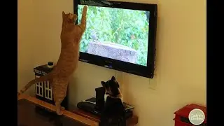 kitties When the funny cat tries to catch the spider   like for cats kitties