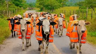 Vaca botastes al Torr&oacute; al vicio