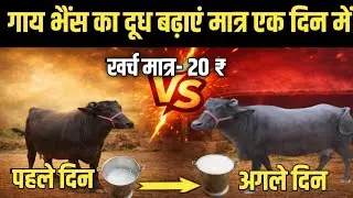 गाय भैंस का दूध बढ़ाएं | मात्र 20 रुपए के खर्च में | गाय भैंस देगी बाल्टी भर भर के दूध | #दूध 