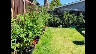 Growing Food in Pots | Small spaces Massive Harvests-SE6-Project Food Garden