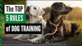 Pawsitive Reinforcement : The Key To Training Your Furry Best Friend