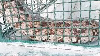 king cobra || king of snakes || mega snake || large snake..