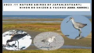 2023   11 NATURE & BIRDS OF JAPAN ESTUARY