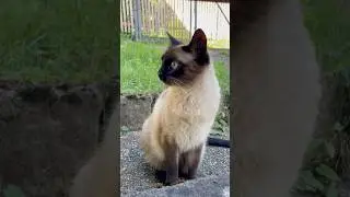Flauschige Frechheit: &sbquo;Du bist dick!&lsquo; #cat #cats #funny #katzenliebe #katze #shorts #viralshorts